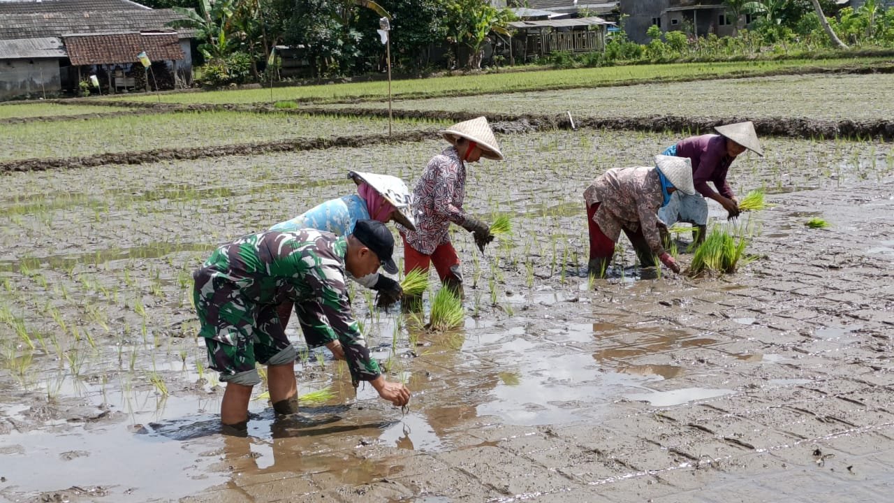 Satgas TMMD ke 126 Kodim 0818/Malang-Batu Turun Ke Sawah Untuk Tanam Padi Bersama Warga