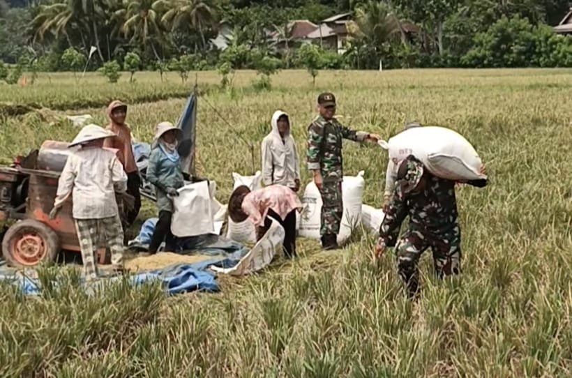 Satuan Tugas (Satgas) TNI Manunggal Membangun Desa (TMMD) ke-126 terlihat menyatu dengan warga, bahu-membahu membantu proses dores padi (perontokan padi) di hamparan sawah Desa Lebakharjo
