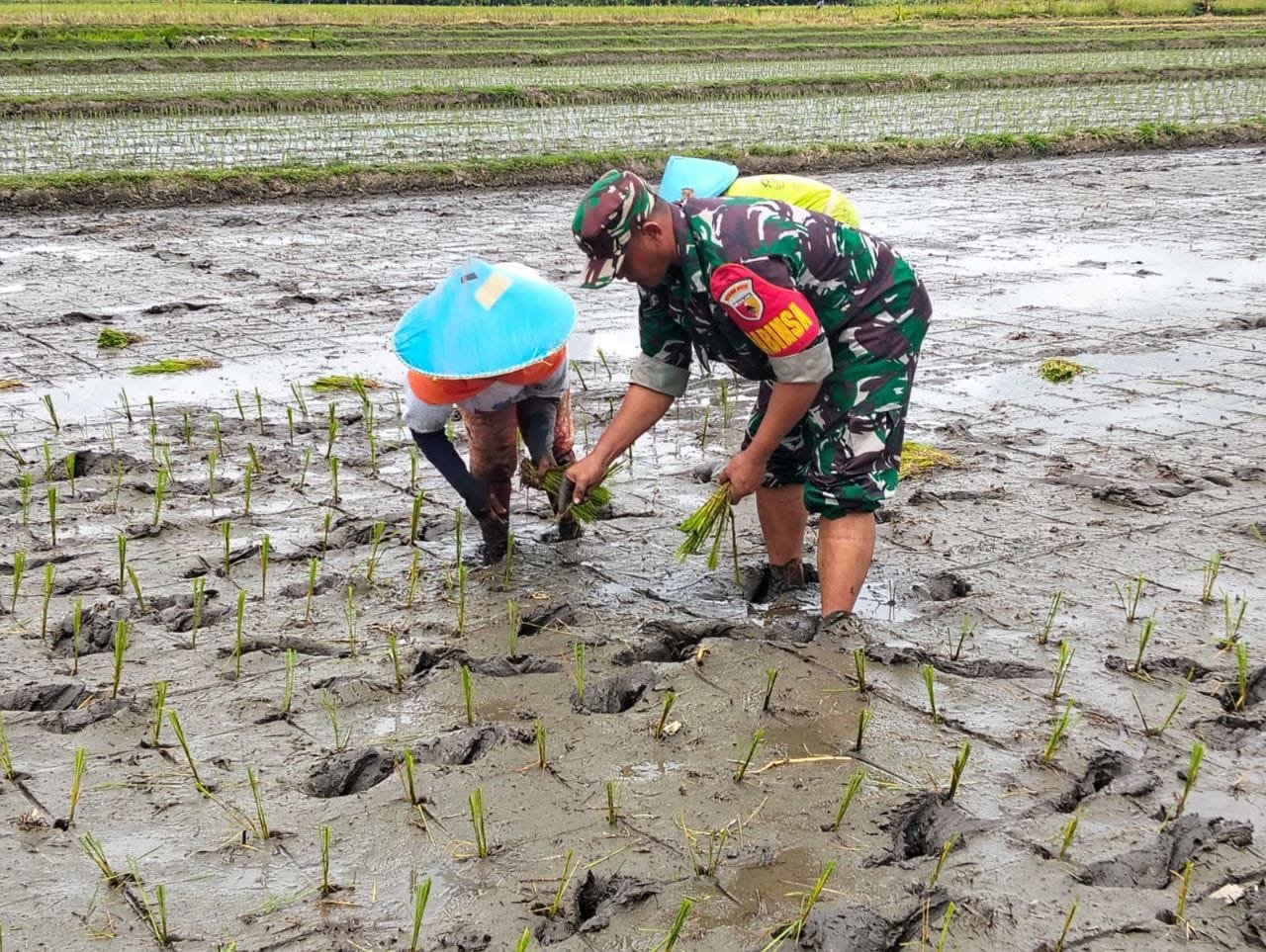 Babinsa Pengatigan Dampingi Petani Tanam Padi untuk Tingkatkan Ketahanan Pangan Desa