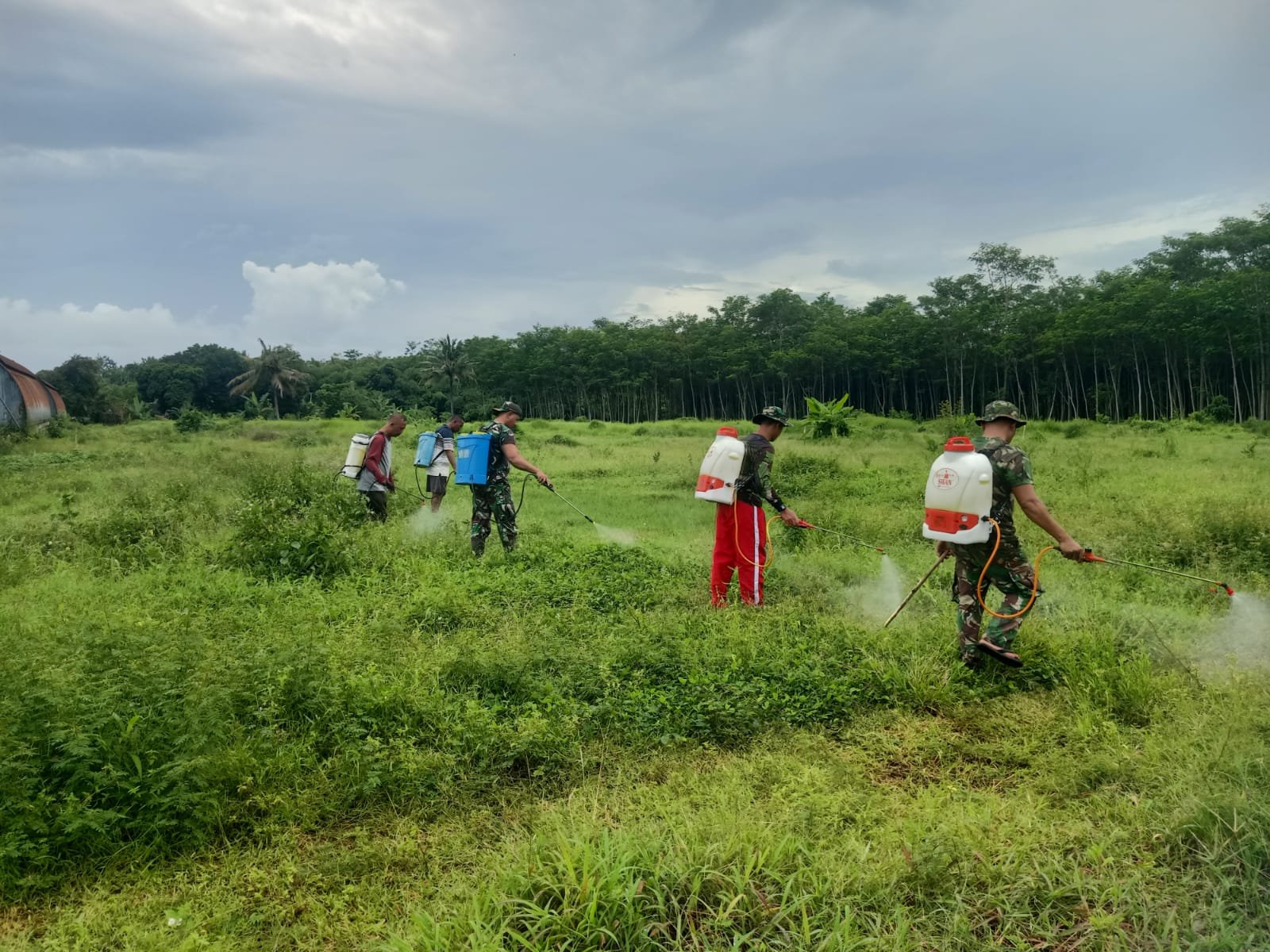 Koramil 0825/12 Rogojampi Laksanakan Penyemprotan Lahan untuk Persiapan Ketahanan Pangan