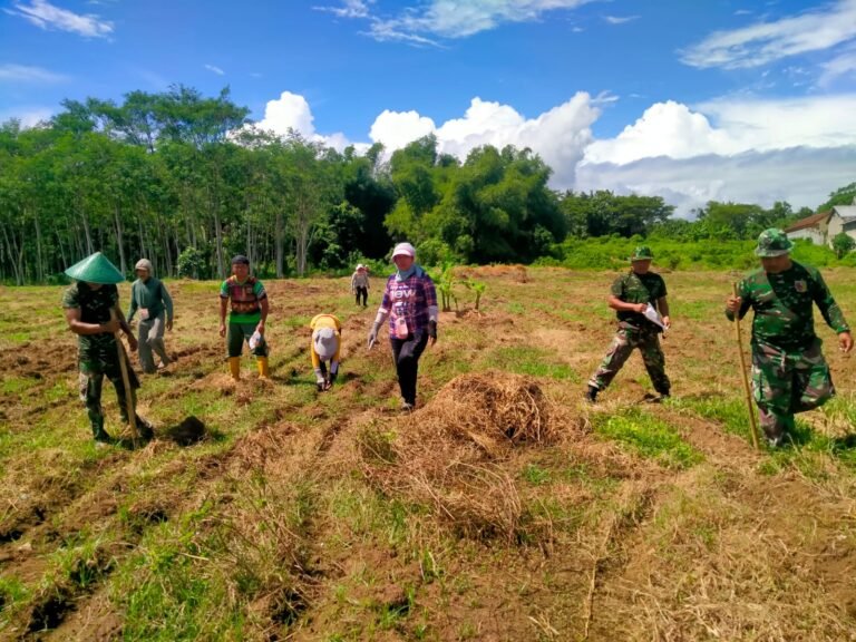 Optimalkan Lahan Satuan, Koramil 0825/12 Rogojampi Laksanakan Penanaman Jagung untuk Ketahanan Pangan