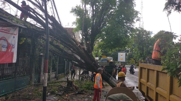 Aksi Cepat Babinsa Koramil Rogojampi Evakuasi Pohon Tumbang Akibat Cuaca Ekstrem