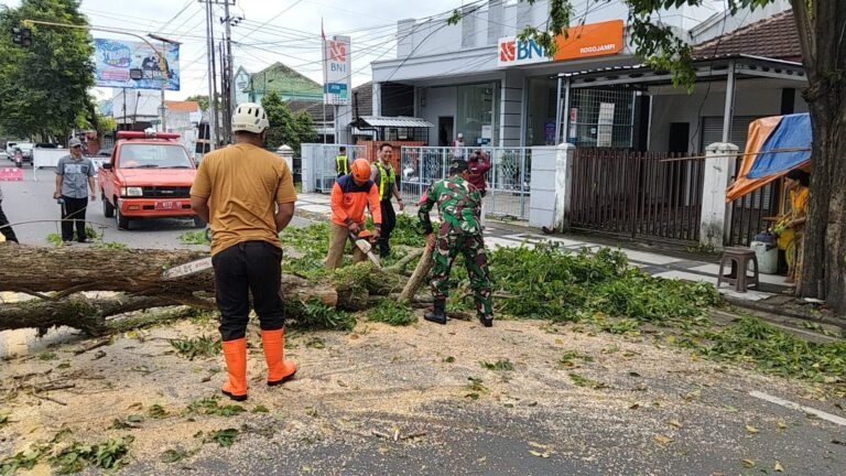 Aksi Cepat Babinsa Sertu Arief Suherman Bantu Evakuasi Pohon Tumbang di Jalur Utama Rogojampi