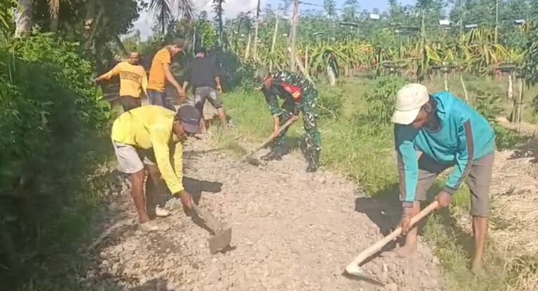 Perbaiki Akses Jalan Hingga Bantu Panen Buah Naga Warga Bersama Babinsa Siliragung